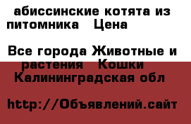 абиссинские котята из питомника › Цена ­ 15 000 - Все города Животные и растения » Кошки   . Калининградская обл.